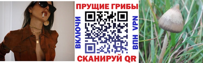 Псилоцибиновые грибы Psilocybe  где купить   Железногорск 