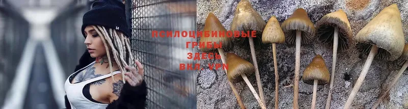 Псилоцибиновые грибы Psilocybe  где купить   Железногорск 